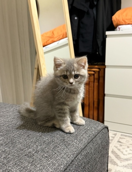 British Shorthair, Kedi  Lokum fotoğrafı