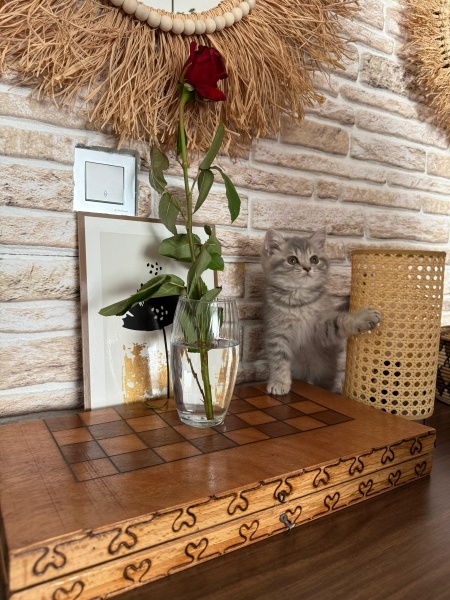 British Shorthair, Kedi  Lokum fotoğrafı
