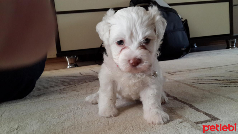 Maltese, Köpek  mia fotoğrafı