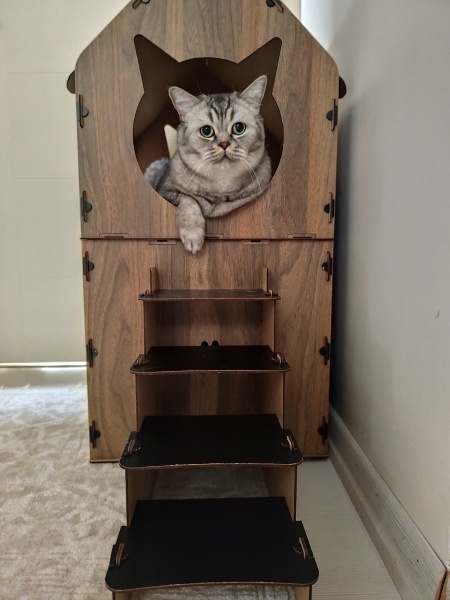 British Shorthair, Kedi  Dody fotoğrafı
