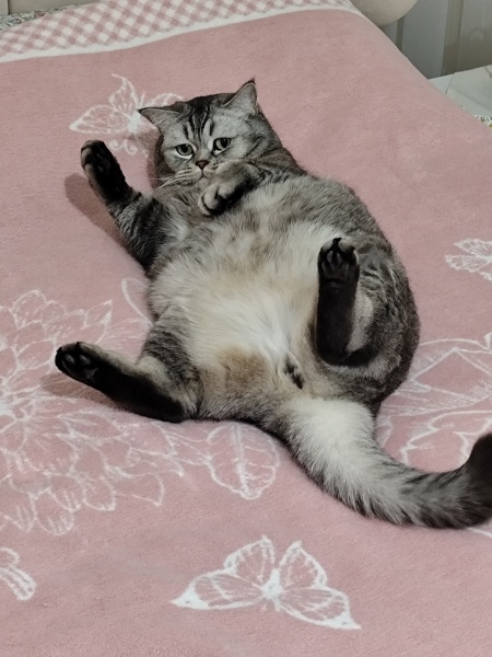 British Shorthair, Kedi  Dody fotoğrafı