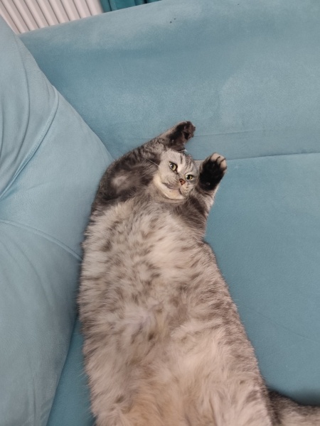 British Shorthair, Kedi  Dody fotoğrafı