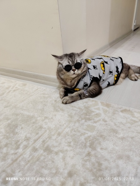 British Shorthair, Kedi  Dody fotoğrafı
