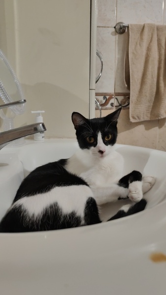 Tuxedo (Smokin) Kedi, Kedi  Hera fotoğrafı