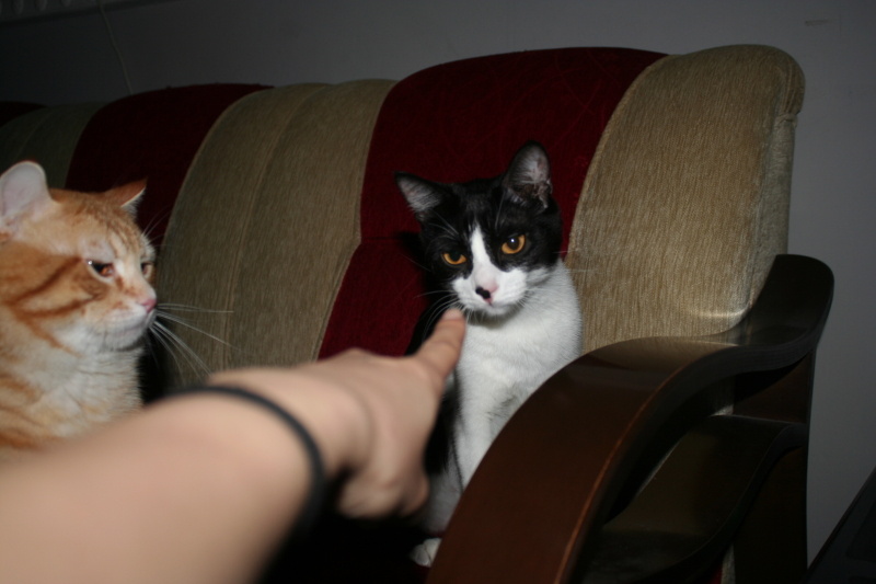 Tuxedo (Smokin) Kedi, Kedi  Hera fotoğrafı