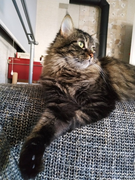 Tekir Kedi, Kedi  Kıpır fotoğrafı