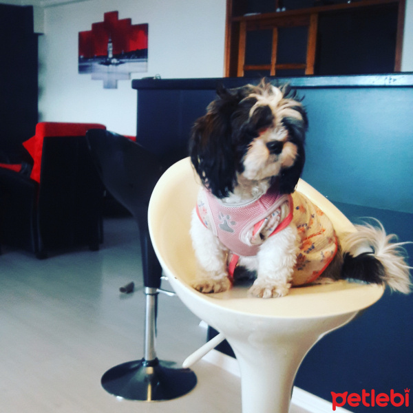 Shih Tzu, Köpek  Maya fotoğrafı