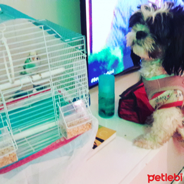 Shih Tzu, Köpek  Maya fotoğrafı
