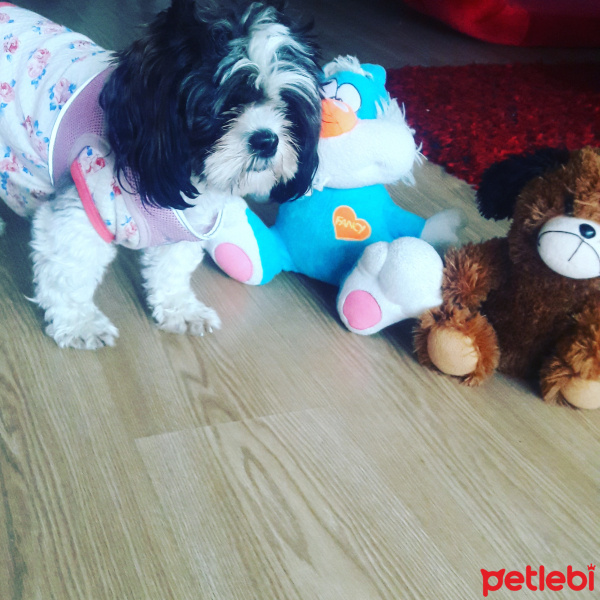 Shih Tzu, Köpek  Maya fotoğrafı