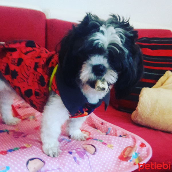 Shih Tzu, Köpek  Maya fotoğrafı