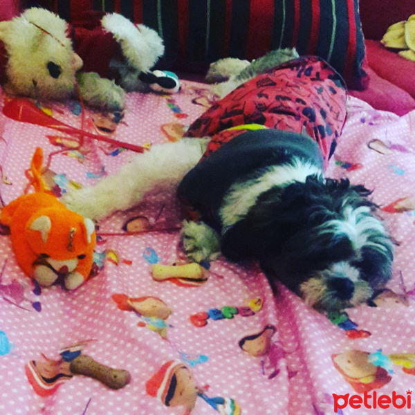 Shih Tzu, Köpek  Maya fotoğrafı