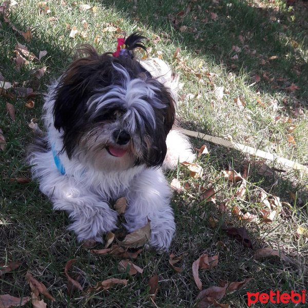 Shih Tzu, Köpek  Maya fotoğrafı