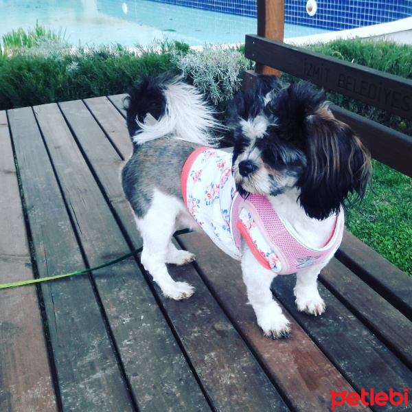 Shih Tzu, Köpek  Maya fotoğrafı