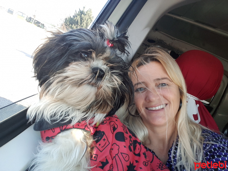 Shih Tzu, Köpek  Maya fotoğrafı