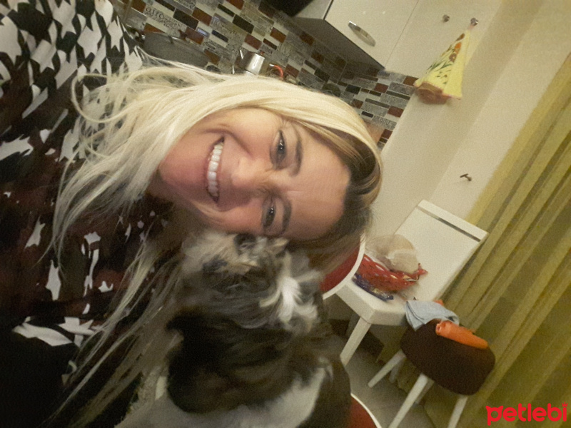 Shih Tzu, Köpek  Maya fotoğrafı