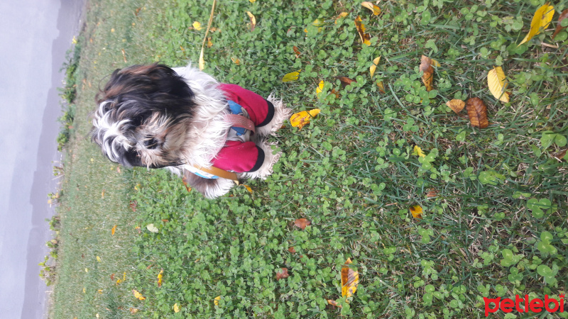 Shih Tzu, Köpek  Maya fotoğrafı