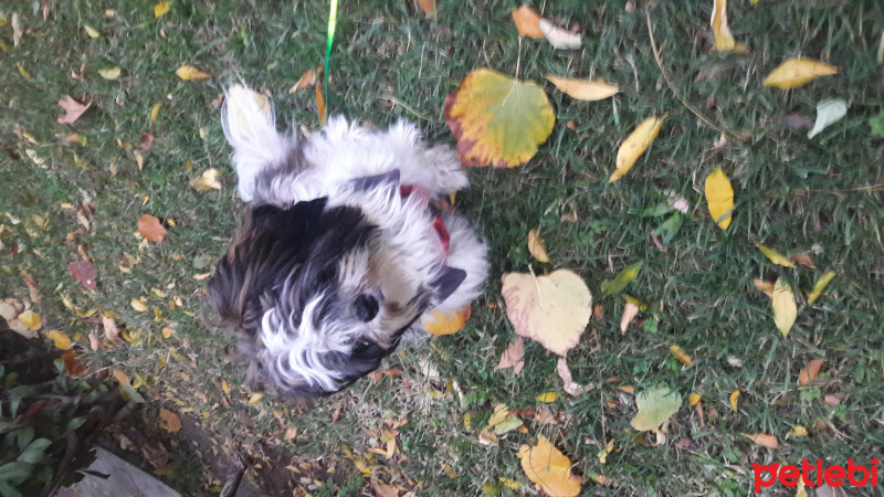 Shih Tzu, Köpek  Maya fotoğrafı