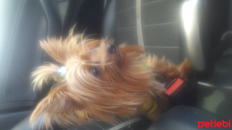 Shih Tzu, Köpek  Maya fotoğrafı