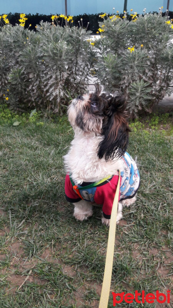Shih Tzu, Köpek  Maya fotoğrafı