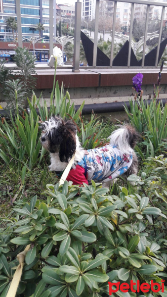 Shih Tzu, Köpek  Maya fotoğrafı