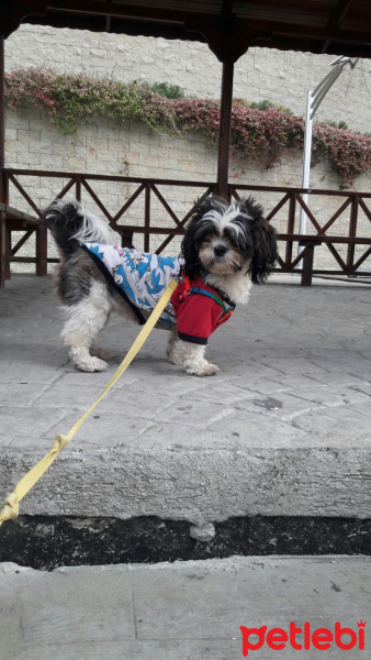 Shih Tzu, Köpek  Maya fotoğrafı