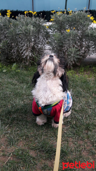 Shih Tzu, Köpek  Maya fotoğrafı