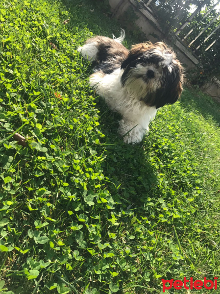 Shih Tzu, Köpek  Maya fotoğrafı