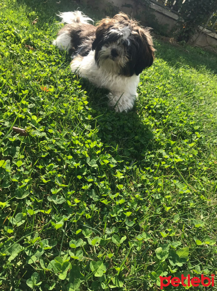 Shih Tzu, Köpek  Maya fotoğrafı