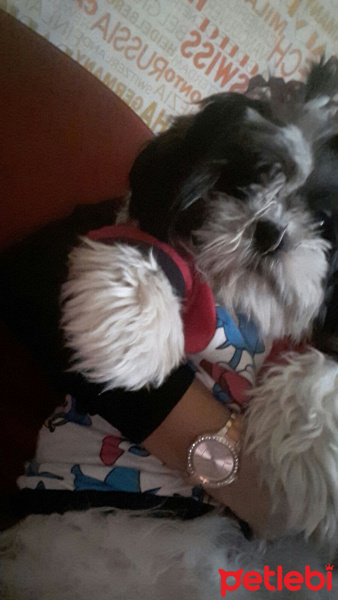 Shih Tzu, Köpek  Maya fotoğrafı