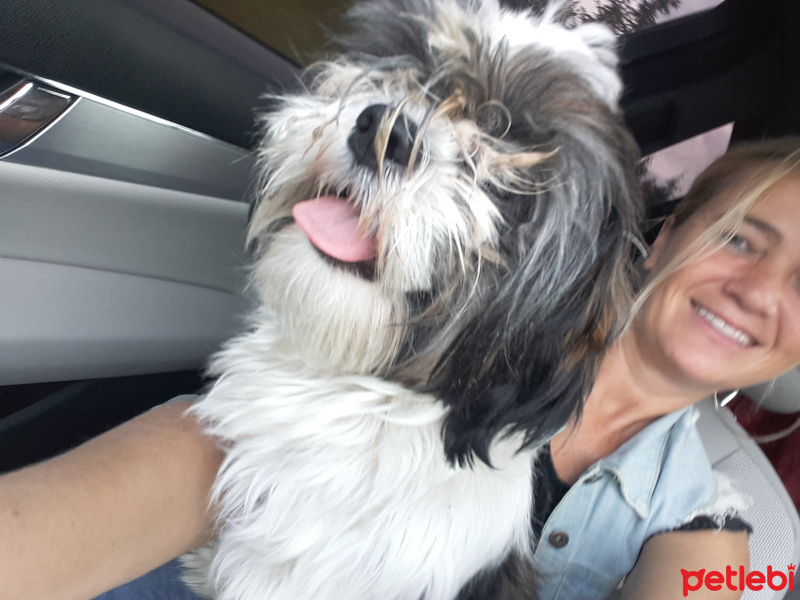 Shih Tzu, Köpek  Maya fotoğrafı