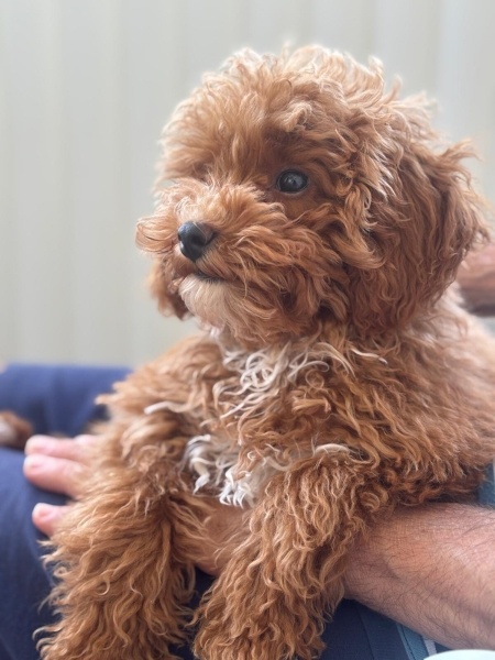 Poodle (Minyatür Kaniş), Köpek  Roma fotoğrafı
