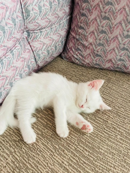 Van Kedisi, Kedi  Sütlaç fotoğrafı
