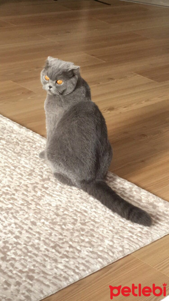 Scottish Fold, Kedi  Sushi  fotoğrafı