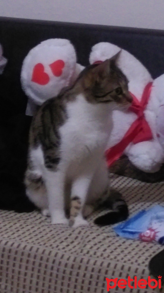 Tekir Kedi, Kedi  Kediş fotoğrafı