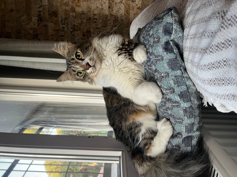 Norwegian Forest, Kedi  Şeftali fotoğrafı