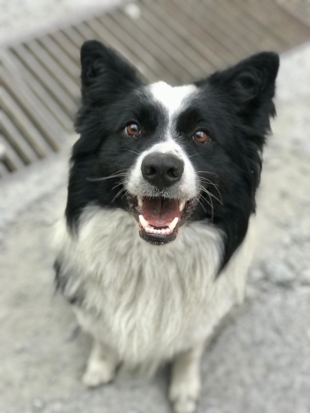 Border Collie, Köpek  Ares fotoğrafı