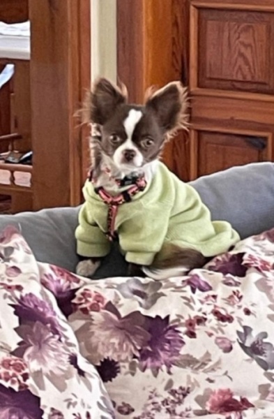 Chihuahua, Köpek  Chanel fotoğrafı