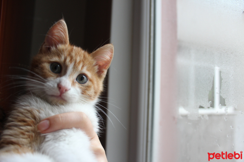 Tekir Kedi, Kedi  Tarçın fotoğrafı
