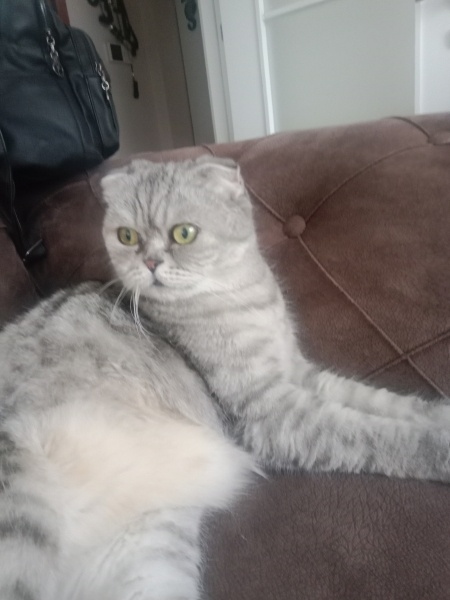 Scottish Fold, Kedi  Leyla fotoğrafı