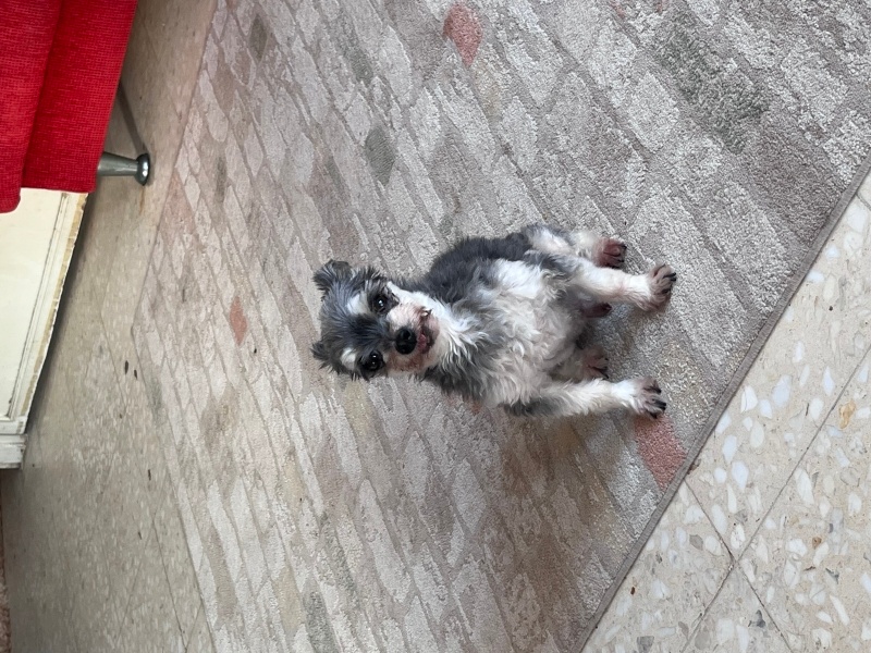 Maltese, Köpek  Çakıl fotoğrafı