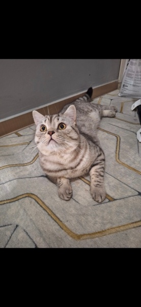 British Shorthair, Kedi  Latte fotoğrafı