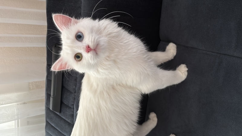 Van Kedisi, Kedi  Leyla fotoğrafı