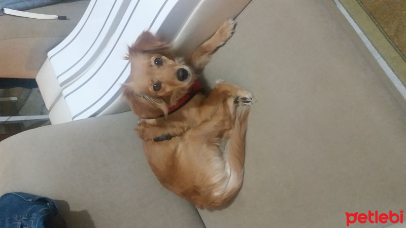 Alman Av Terrieri, Köpek  Eva fotoğrafı