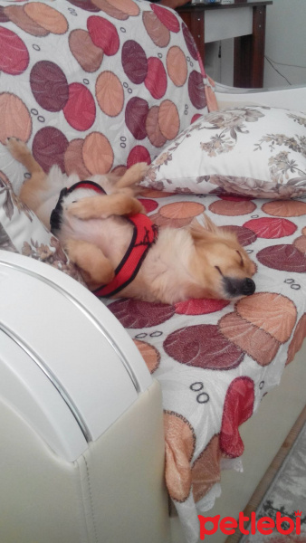 Alman Av Terrieri, Köpek  Eva fotoğrafı