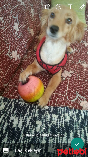 Alman Av Terrieri, Köpek  Eva fotoğrafı