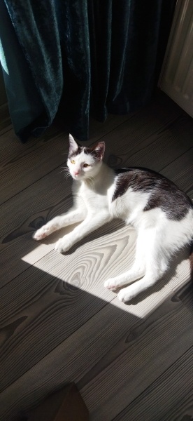 Tuxedo (Smokin) Kedi, Kedi  Levi fotoğrafı