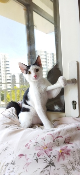 Tuxedo (Smokin) Kedi, Kedi  Levi fotoğrafı