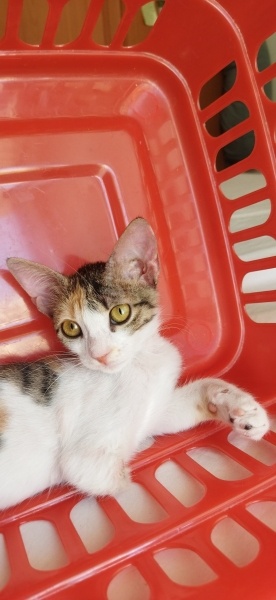 Tekir Kedi, Kedi  Luna fotoğrafı