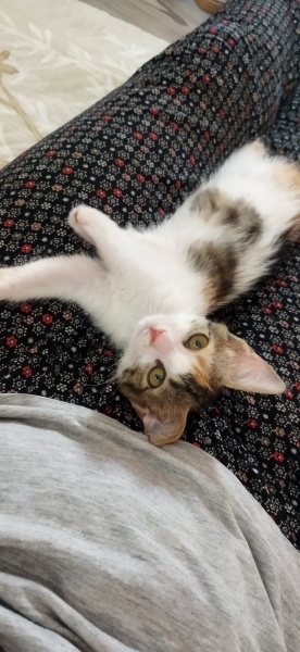 Tekir Kedi, Kedi  Luna fotoğrafı