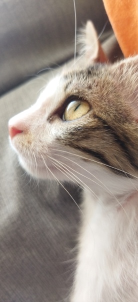 Tekir Kedi, Kedi  Luna fotoğrafı